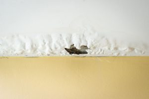 Need Help From Water Damage Professionals